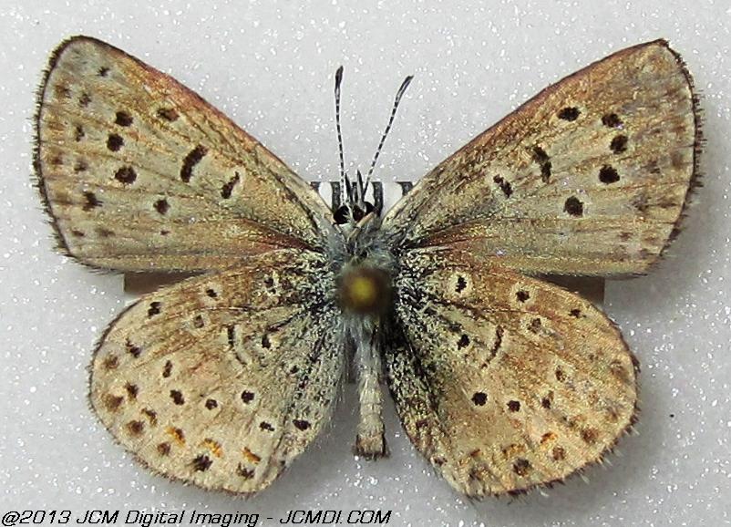 Unidentified Blue (Possibly Bernardino Blue)